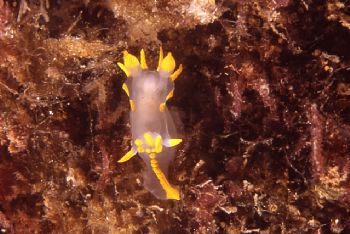 Nudibranch (Polycera quadrilineata), shot in Baleal, Port... by Joao Pedro Tojal Loia Soares Silva 